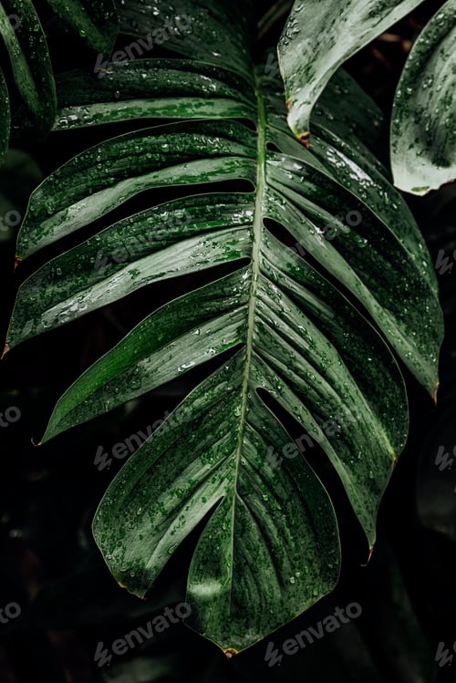 Preview: Wet Monstera deliciosa plant leaves in a garden