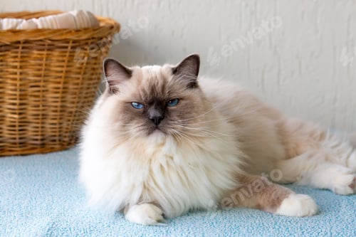 Preview: Cute pet ragdoll cat. Pet animal.