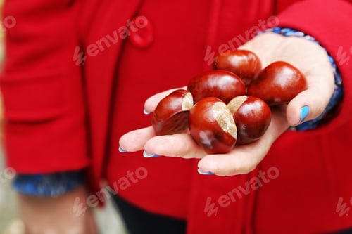 Preview: A woman holding chestnuts in one hand