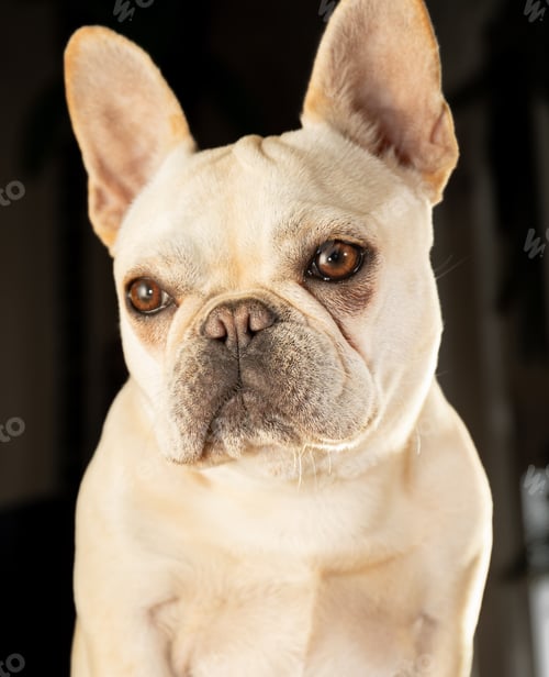 Preview: Portrait of French bulldog puppy