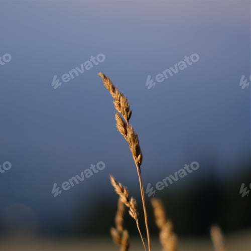 Preview: Close-up view of a Moll Stauden Calamagrostis in front of a blurry background