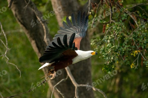 Preview: African fish eagle, Haliaeetus vocifer flying in the Kruger national park, South Africa