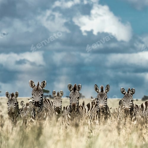 Preview: Herd of zebra in the wild savannah, Serengeti, Africa