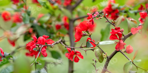 Preview: Blooming beautiful Japanese quince grows in the garden.