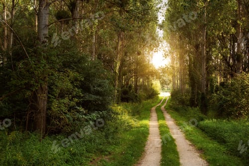Preview: Trail in the colorful green spring forest in Hungary