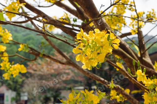 Preview: Blossom yellow flowers of peach on a tree on a sunny day. Hoi An, Vietnam.