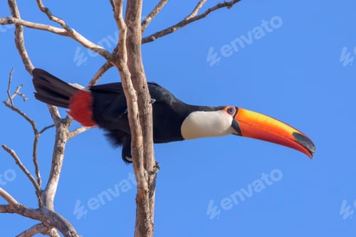 Preview: toucan, bird, colours, tropics