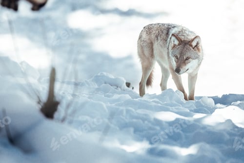 Preview: Wolf on hill near stones and snow