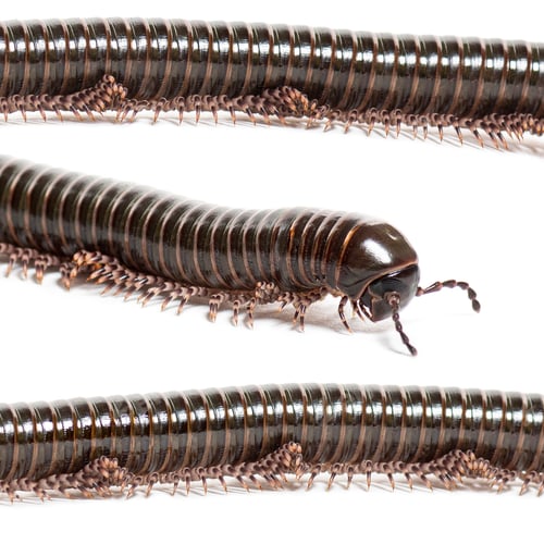 Preview: Macro on Ghana speckled leg millipede, Telodeinopus autii, isolated on white