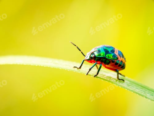Preview: Jewel bug, Nature background photo