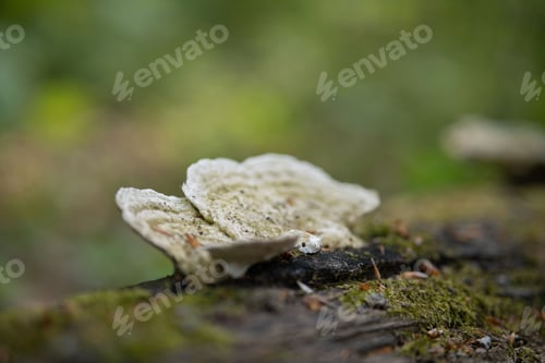 Preview: Closeup of a mushroom growing on the top of a tree trunk