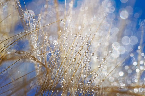 Preview: Macro shot of dandelion with water drops. Nature background with dandelions.