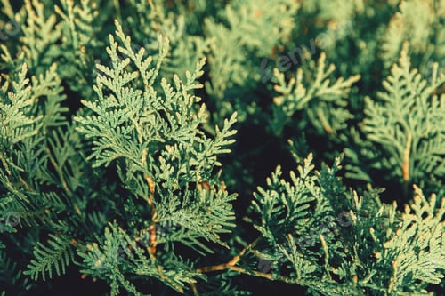 Preview: Abstract green thuja texture. Nature background. Top view.
