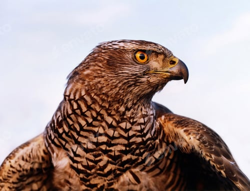 Preview: Falcon