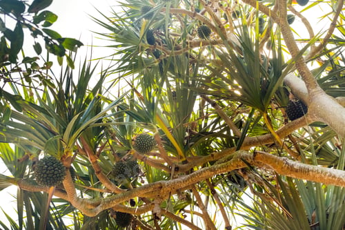 Preview: The common screwdriver Pandanus utilis is native to Madagascar, Mauritius and the Seychelles. Very