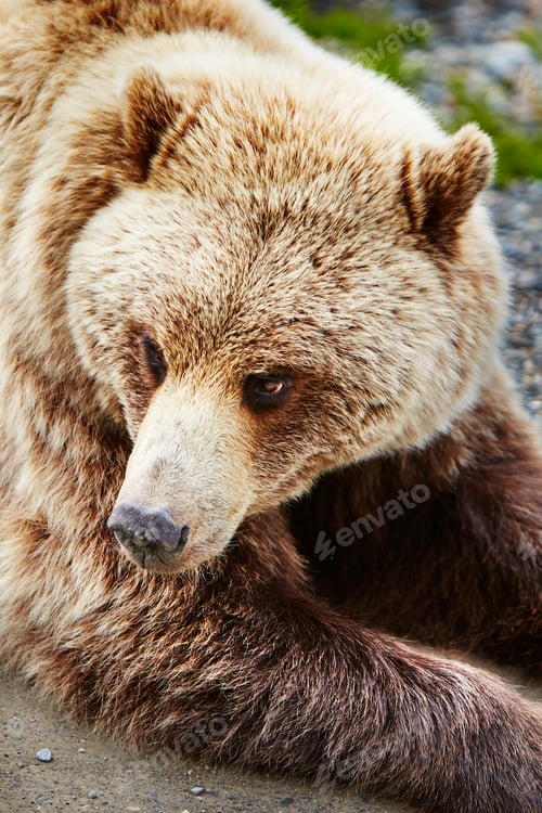 Preview: Portrait of brown bear (ursus arctos) Denali National Park, Alaska, USA
