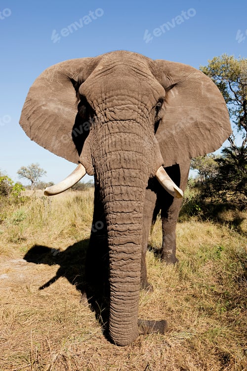 Preview: Female African Elephant, head on, Botswana, Africa