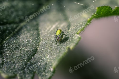 Preview: Little Green Spider on A Clover Leaf