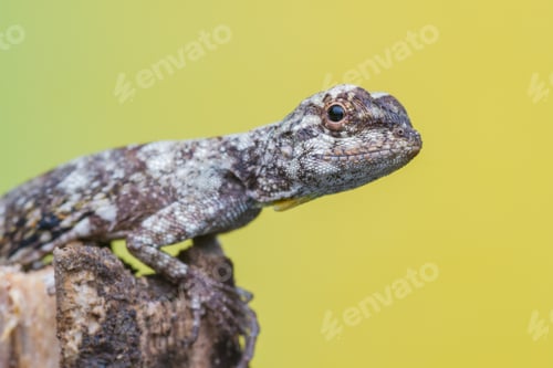 Preview: beautiful lizard with yellow background