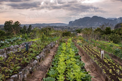 Preview: Organic garden