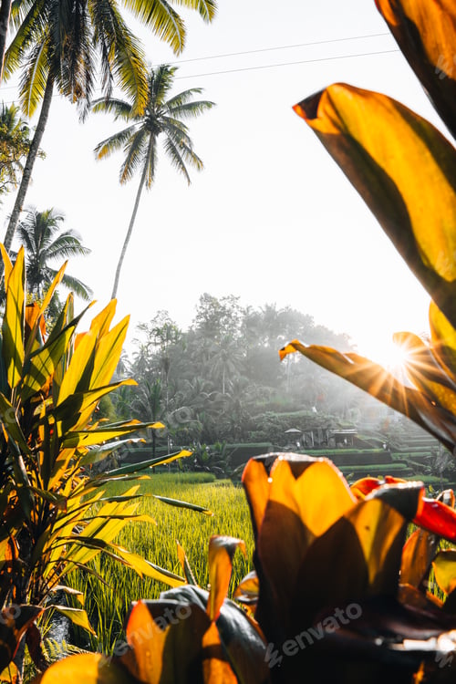 Preview: Morning view of Tegallalang Rice fields terraces in Ubud, Bali, Indonesia