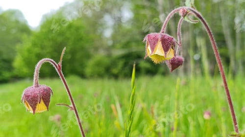 Preview: Closeup shot of Water avens in the field against a background of trees