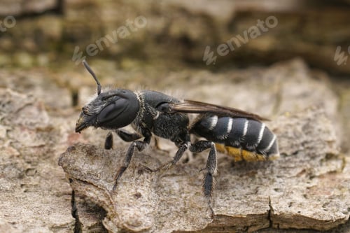 Preview: Closeup on the female of the black and white elongated looking Osmia cephalotes mason solitary bee