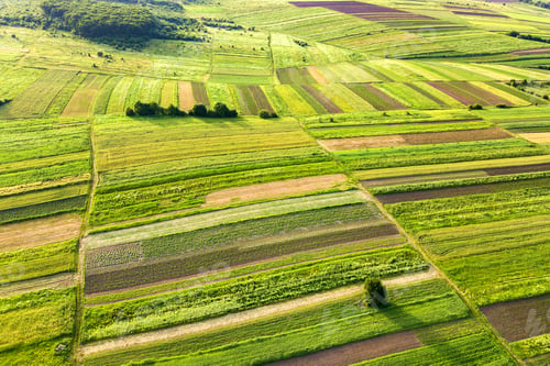 Preview: Aerial view of green agricultural fields in spring with fresh vegetation after seeding season