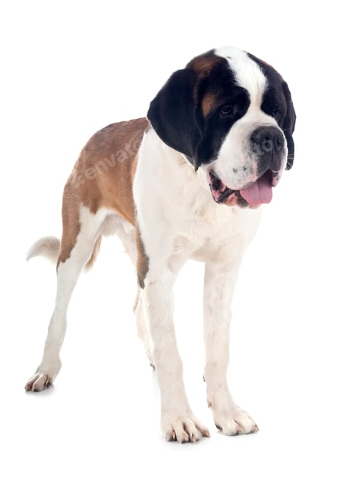 Preview: saint bernard in studio