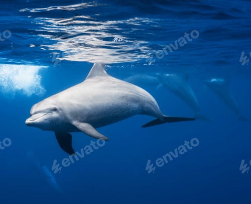 Preview: Dolphins swimming underwater in ocean
