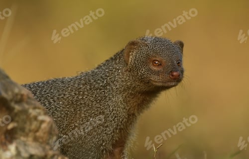 Preview: Mongoose in its natural habitat