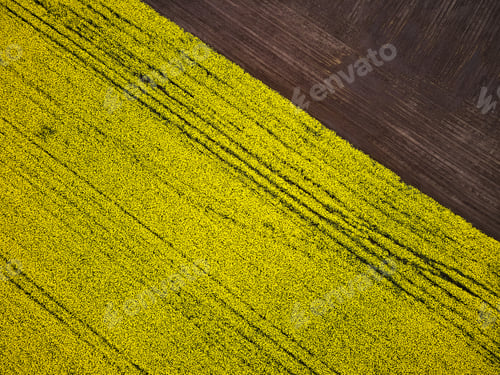 Preview: Bird's eye view from a drone of a passing canola crop
