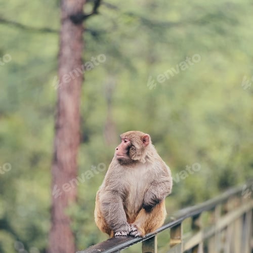 Preview: Monkey