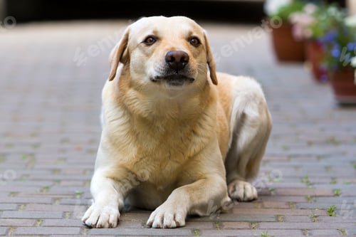 Preview: Big clever light yellow brown funny dog Labrador- retriever laying in paved yard on bright sunny day