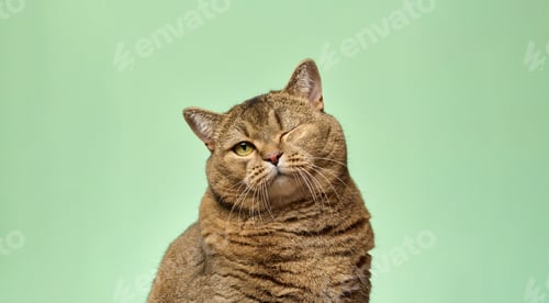 Preview: Shorthair gray cat with winking eye looking straight at camera on green background. Playful mood