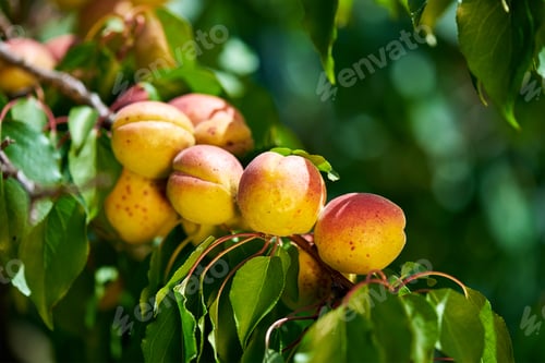 Preview: Apricot tree branch with ripe fruits and leaves