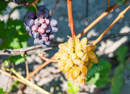 Preview: Vine with ripe blue grape berries growing in vineyard