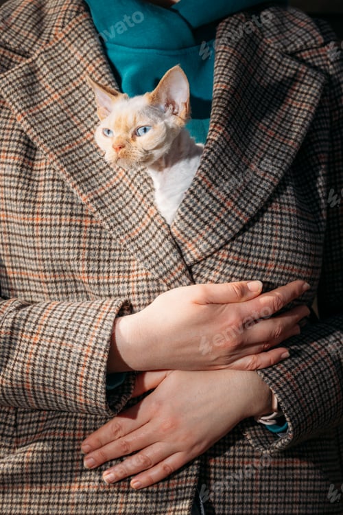 Preview: Cats Portrait. Obedient Devon Rex Cat With Bright White Orange Fur Color Peeks Out From Under Owners