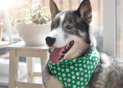 Preview: Portrait of Husky dog wearing green St. Patrick’s day bandana