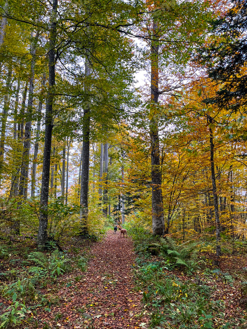 Preview: Autumn colors