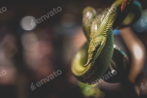 Preview: Closeup of a rhinoceros ratsnake on the branch of a tree