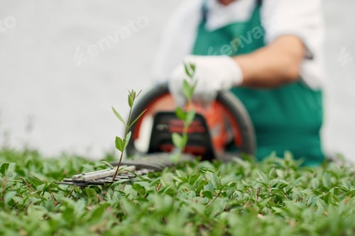 Preview: Close up of gargener trimming bushes