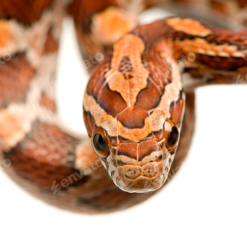Preview: Corn Snake