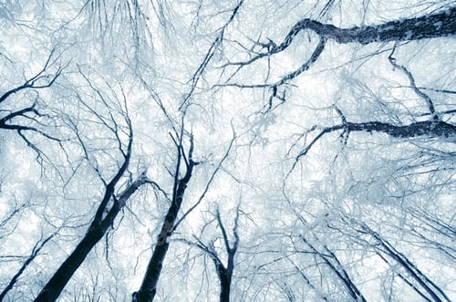 Preview: Frozen branches background
