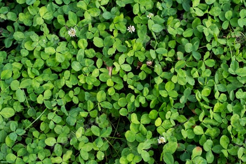 Vista previa: Top view of green four-leaf clovers growing