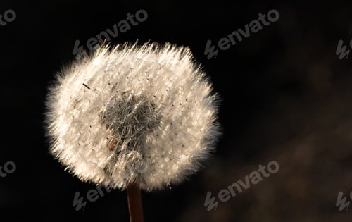 Preview: Dandelion flower