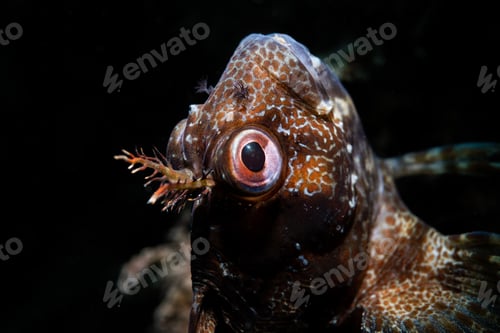 Preview: Closeup shot of fish head with large eyes with black background