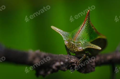 Preview: Bull insect on a wooden stick and green background