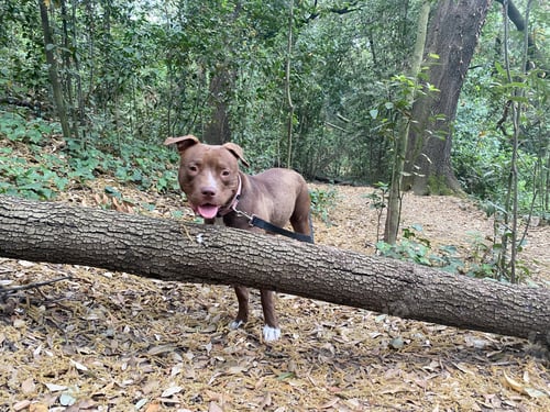 Preview: American pitbull terrier puppy at the park