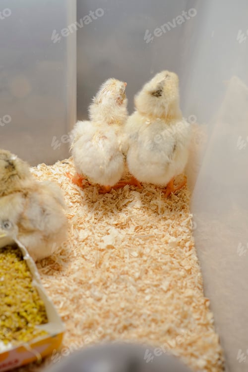 Preview: Little chicks